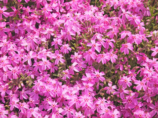芝桜の絨毯
