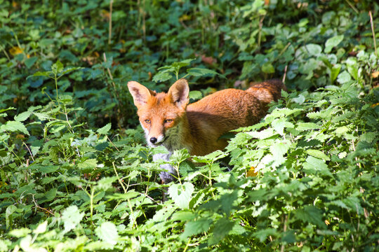 Ein roter Fuchs im Gr&uuml;nen