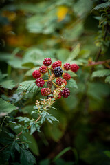 Red Wild Berries on a Branch