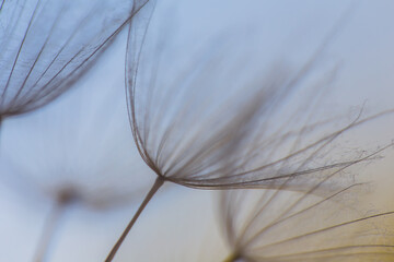 Abstract macro photo of dandelion seeds. Shallow focus. Old style