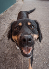Un perro corriendo por dentro.