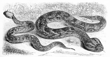 Obraz premium two dangerous snakes on ground, saharan horned viper (left) and Bitis arietans (right). Ancient grey tone etching style art by Rouyer, published on Le Tour du Monde, Paris, 1861