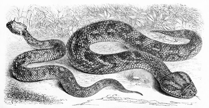 two dangerous snakes on ground, saharan horned viper (left) and Bitis arietans (right). Ancient grey tone etching style art by Rouyer, published on Le Tour du Monde, Paris, 1861