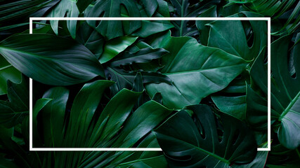 tropical green leaves with white frame, nature flat lay concept