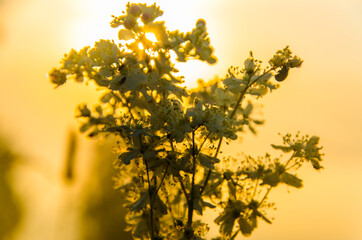 yarrow in the frost and morning mist by the pond