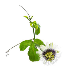 Passion Fruit Flower and Leaves Isolated on white with clipping path