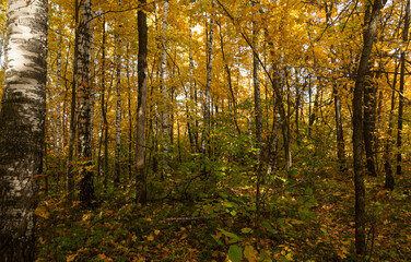 Birch trees in the autumn forest near the city of Samara