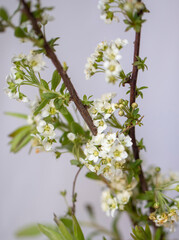 White blooming spirea flowers. Blurred background. Macro photo of spirea bunch.