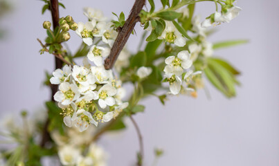 White blooming spirea flowers. Blurred background. Macro photo of spirea bunch.