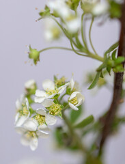 White blooming spirea flowers. Blurred background. Macro photo of spirea bunch.