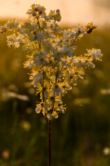 yarrow in the frost and morning mist by the pond