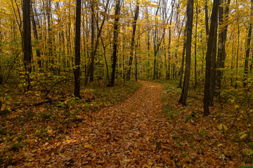 The road in the autumn deciduous forest in the vicinity of the city of Samara
