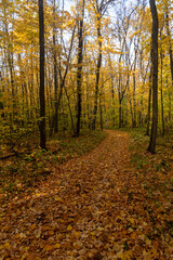 Landscape with a road in an autumn deciduous forest near the city of Samara