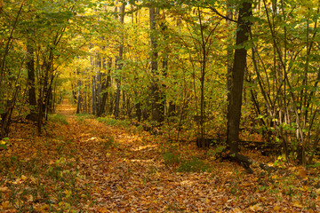 Landscape in a deciduous autumn forest in the vicinity of the city of Samara