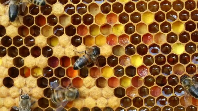 Bees defend themselves from insects from other colonies.
Alien insects penetrate the hive to steal honey.