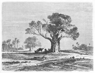 Big single Baobab (Adansonia digitata) on a flat land making shadow to camel caravan in Cape Verde. Ancient grey tone etching style art by B�rard, Le Tour du Monde, Paris, 1861 - obrazy, fototapety, plakaty