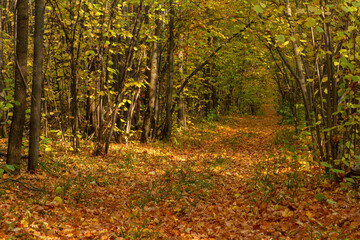 Autumn forest path in the vicinity of the city of Samara