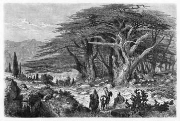 Big cedars of Lebanon (Cedrus libani) compared to people size in a nature landscape. Ancient grey tone etching style art by Riou, Le Tour du Monde, Paris, 1861