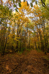 Obraz premium Autumn forest landscape in the vicinity of the city of Samara