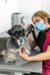 Using a hair dryer to care for a Shih Tzu puppy after a bath, in a veterinary clinic or dog...