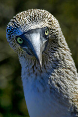 Fototapeta premium Blue-footed Booby, Sula nebouxii, GalÃ¡pagos National Park, GalÃ¡pagos Islands, UNESCO World Heritage Site, Ecuador, America