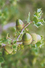 Obraz premium Details of Quercus coccifera, a type of oak tree, in Spain