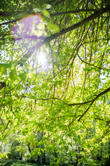 Rays of sunlight and Green Forest