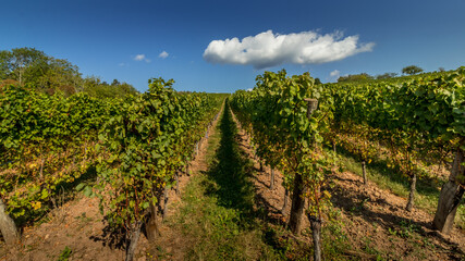 Fototapeta na wymiar Les vignes d'Alsace