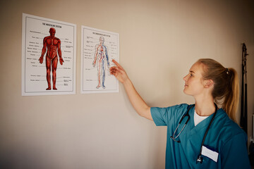 Beautiful young female doctor in uniform and stethoscope looking at human anatomy chart in clinic