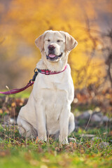 Beige labrador dog outdoors in the autumn forest. High quality photo.