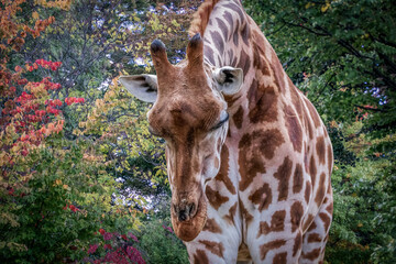 Obraz premium closeup of a giraffe
