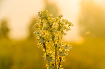 yarrow in the frost and morning mist by the pond