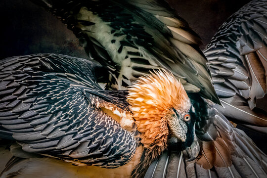 portrait of a bearded vulture