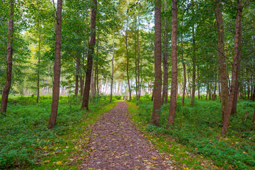 Fototapeta premium Path in a foggy forest towards a small wooden swing gate in sunlight in autumn, Almere, Flevoland, The Netherlands, October 13, 2020