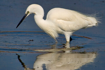 Little Egret, Egretta garzetta, Small Heron, Salinas de Santa Pola Natural Park, Alicante, Comunidad Valenciana, Spain, Europe