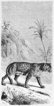 single jaguar (Panthera onca) walking over vertical arranged wild natural landscape. Ancient grey tone etching style art by Rouyer, Le Tour du Monde, Paris, 1861