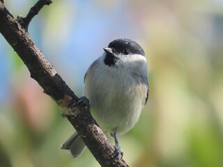 Obraz premium Marsh tit (Poecile palustris) posing on an oblical tree branch, perching and looking towards the camera. Beautiful creamy calm clear natural looking blurry background behind the bird. 