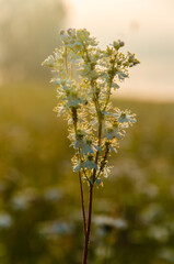 yarrow in the frost and morning mist by the pond