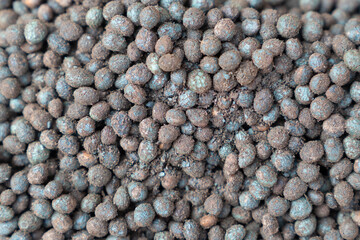 Close up view of the of the celtises (commonly known as hackberries or nettle trees. Turkish: menengic or citlenbik). Previously included either in the elm family or a separate family.