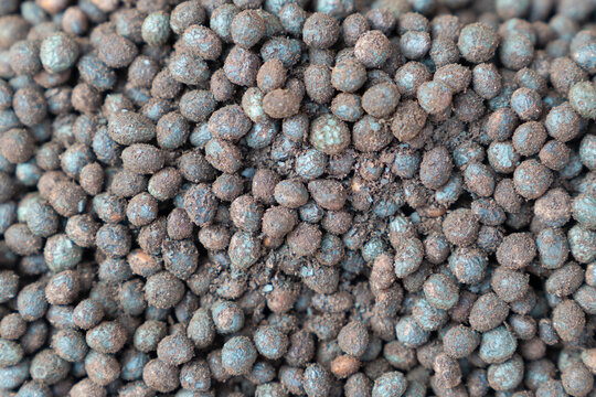 Close Up View Of The Of The Celtises (commonly Known As Hackberries Or Nettle Trees. Turkish: Menengic Or Citlenbik). Previously Included Either In The Elm Family Or A Separate Family.