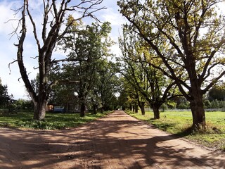 trees in the park