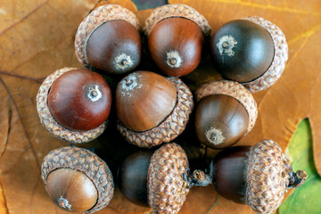 Close up of beautiful brown acorns laying on fall tree leaf's. Bright autumn background.