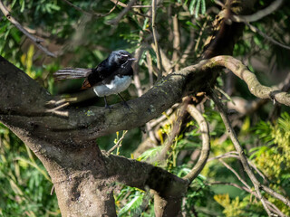 Black And White Fairy Wren On Branch