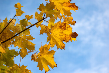 Colorful golden maple leaf's in autumn against blue sunny sky background. 