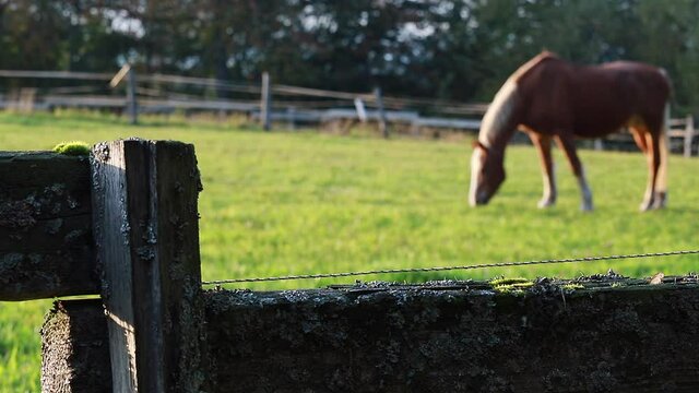 a horse in a paddock focus on the fence