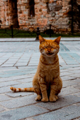 cat on the street