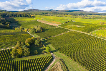 Bird's eye view of vineyards in late summer near Oestrich-Winkel / Germany in the Rheingau