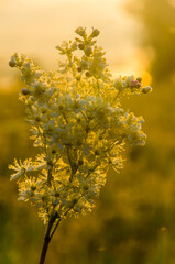 yarrow in the frost and morning mist by the pond