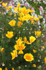 黄色のポピー