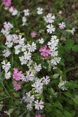 Obraz premium 芝桜